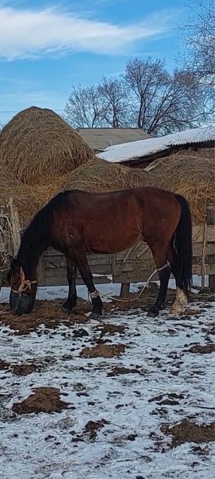 Айғыр Дончак 2018г