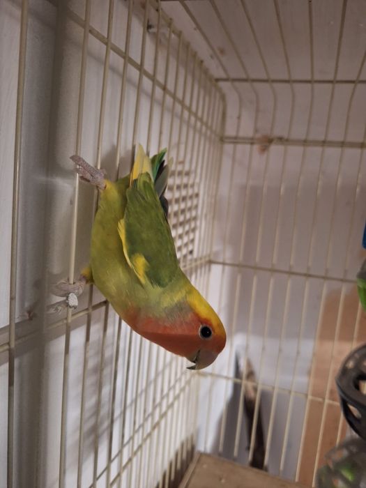 Pereche papagali Agapornis + colivie și cuib.