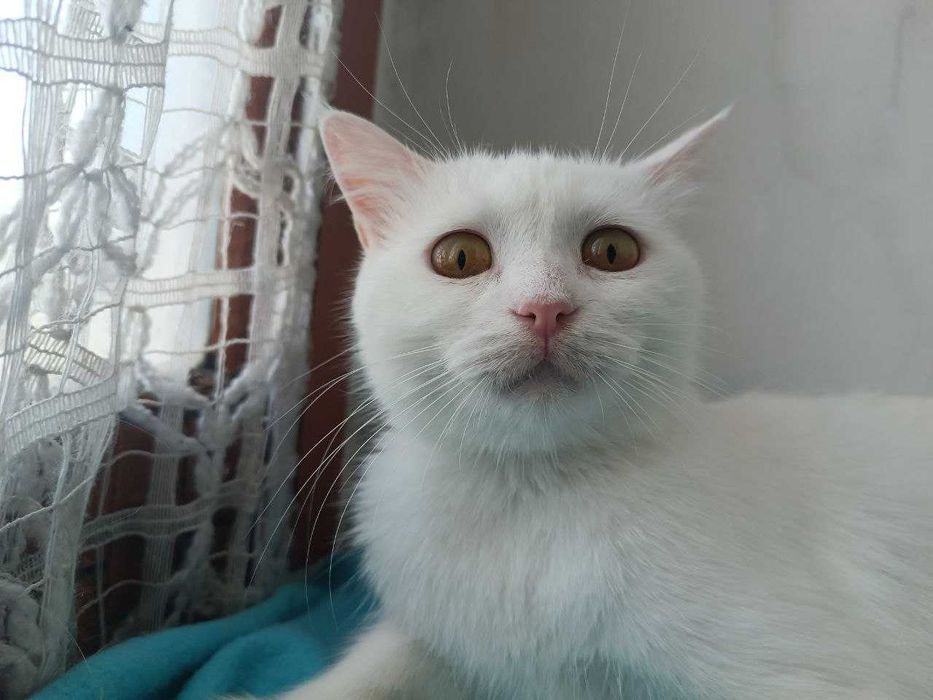 Продам кошечек в хорошие руки