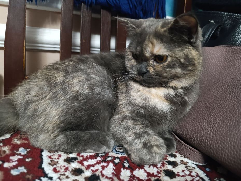 Продаются котята