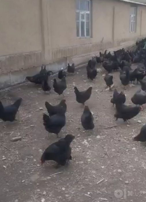 Кора Андижан тувула сотуда