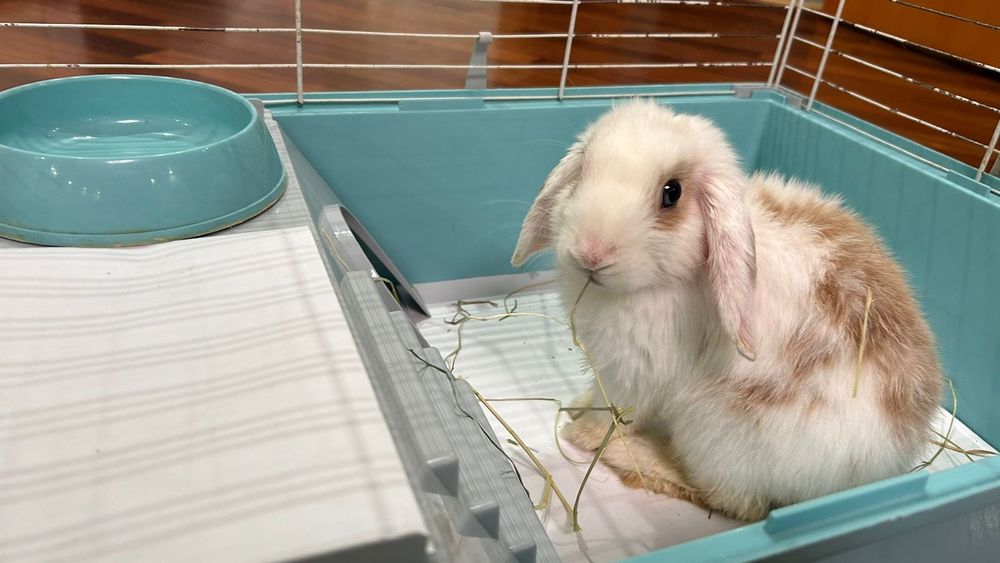 Продается декоративный кролик.