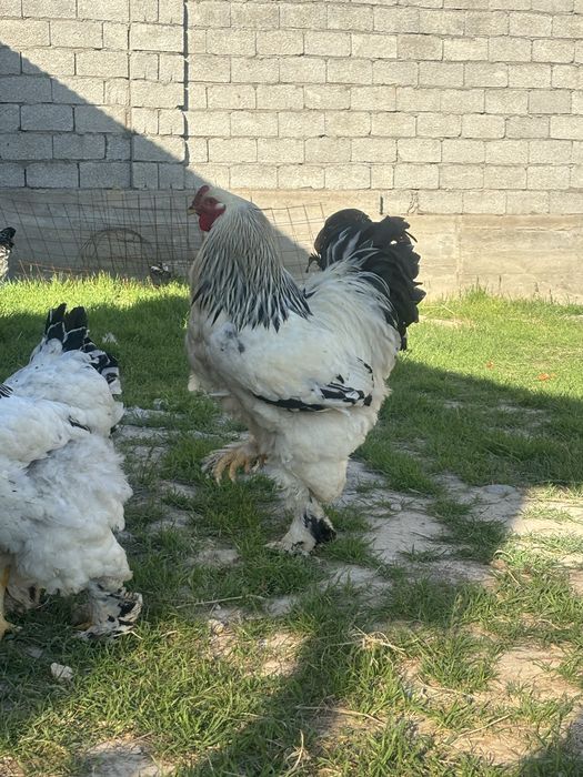 Брама тауықтардың жұмыртқасы