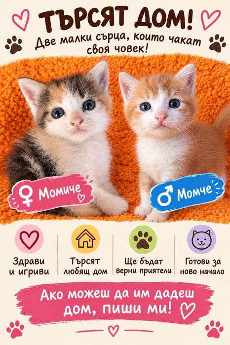 Подаряваме котенца