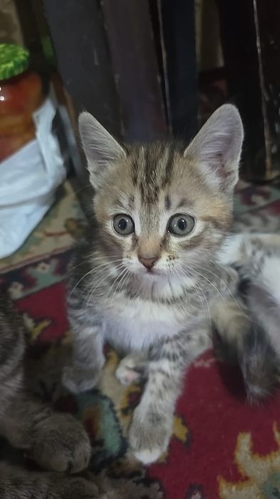 Дарю милых котят