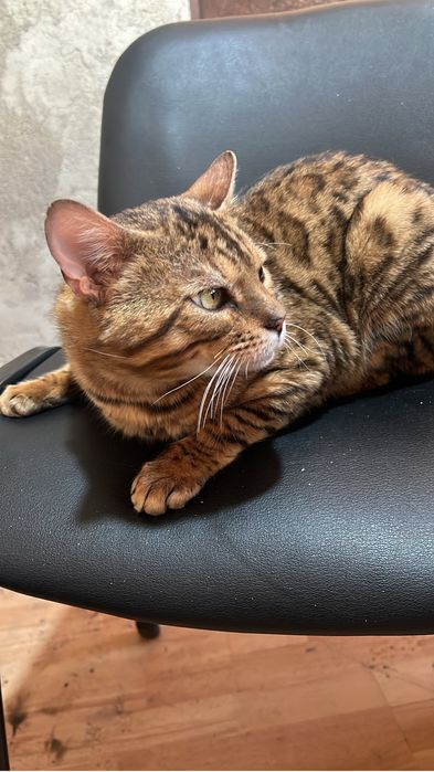 Бенгальский кот Зевс