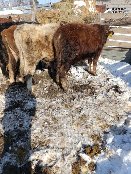 Продам хороший телят