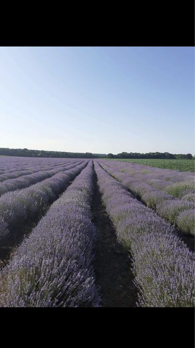 Лавандулово масло на едро и дребно с високи показатели !