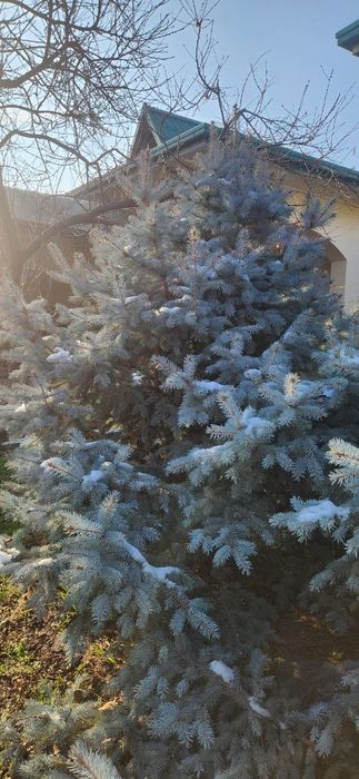 Продаю серебристые и голубые ельи