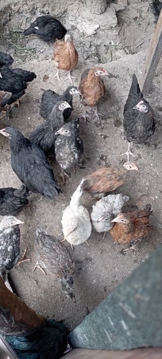 Продаются цыплята разной породы