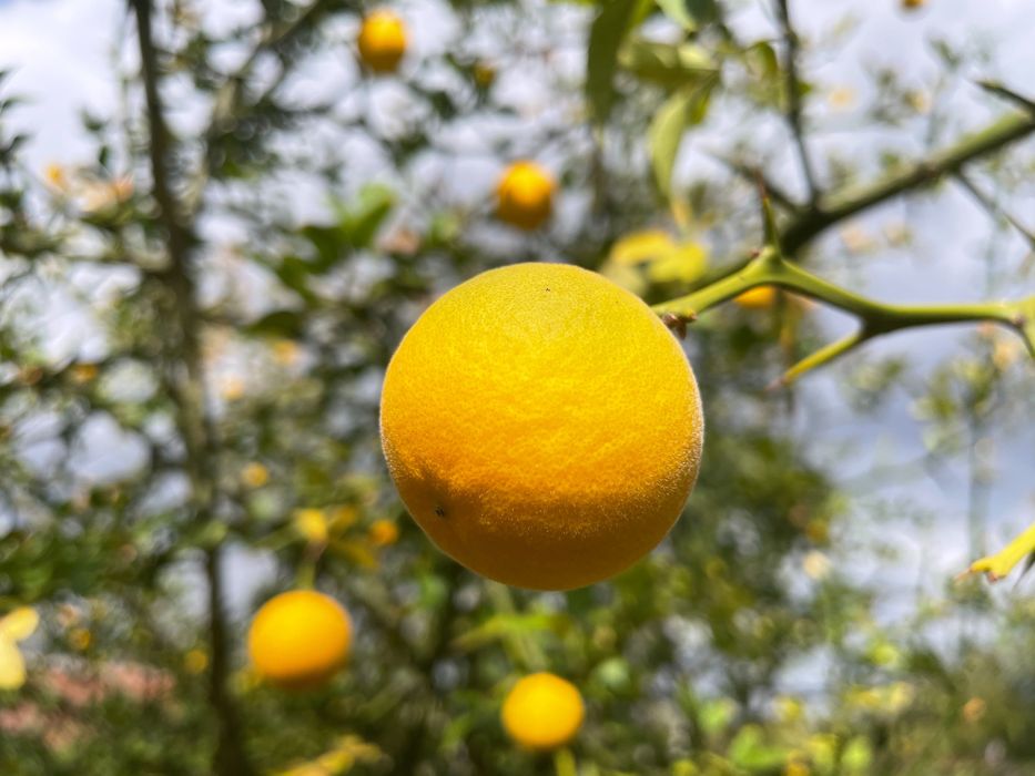 Див лимон в саксийки