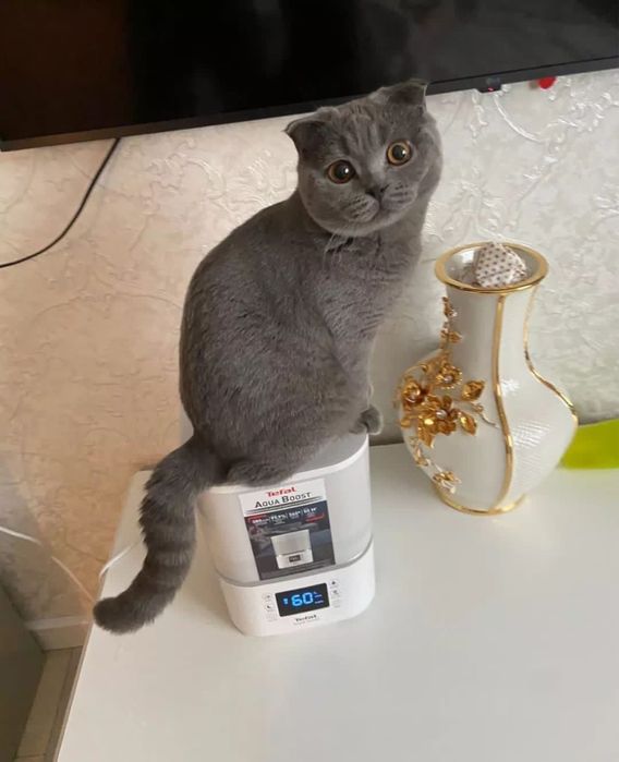 Кошка сатылуда срочно