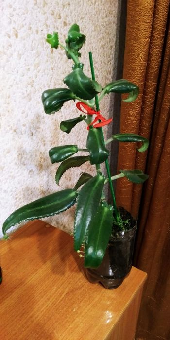 Каланхоэ. Продам...