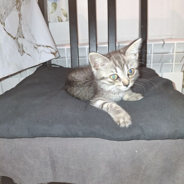 Котята бесплатно