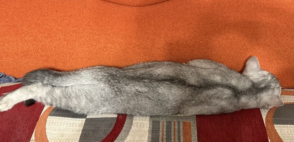 Продается  Шотландский котенок