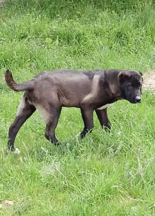 Кушык тау төбет 3айлык