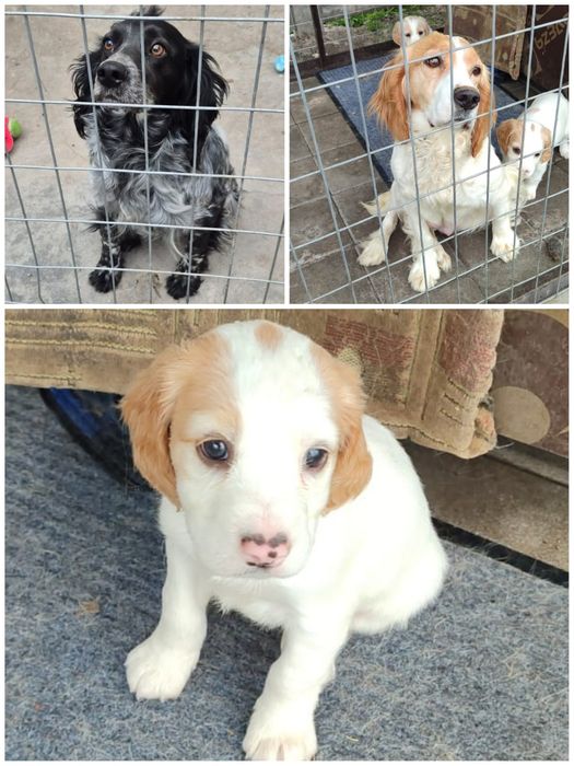 Продам Щенка Русский Охотничий спаниель