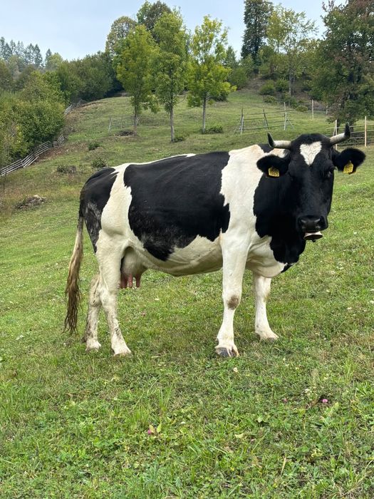 Vand vaca gestanta