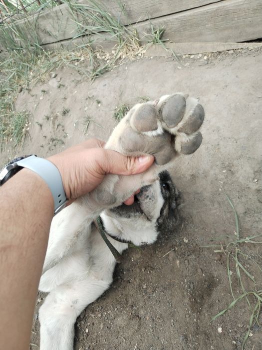 Продам щенка Алабай