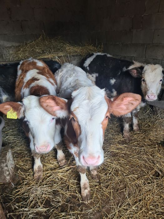 De vânzare 4 vitei 2 vitele belgiana una baltata și un tauras baltat