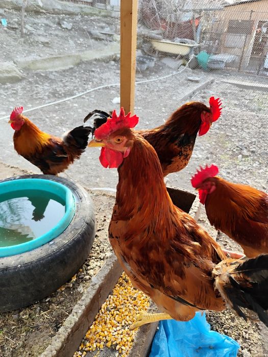 Продаём Кученских петухов.