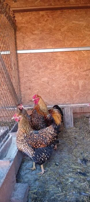 Vind ouă gaini de rasă Wiandotte GSG 10 lei bucata