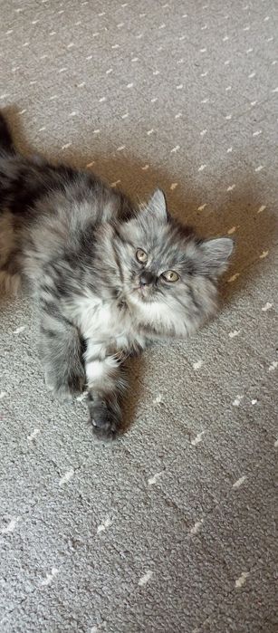 Котята 4 месяца две девочки