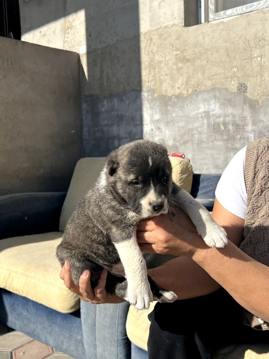 Шенки алабая 1 месиц