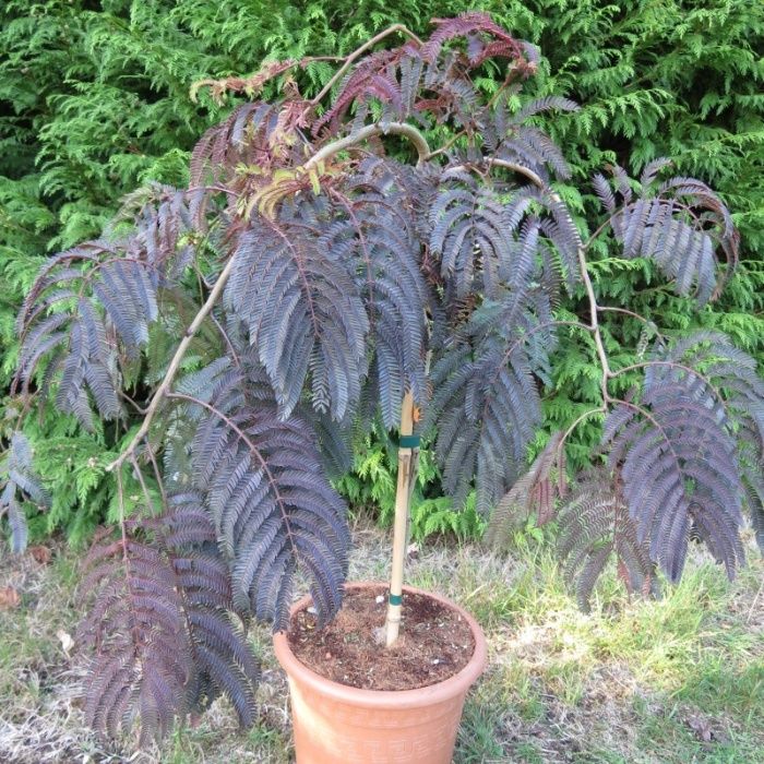 Albizia verde floare roz si Albizia summer Chocolate