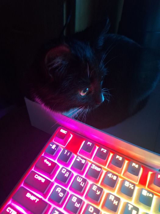 Котёнок 4 месяца девочка