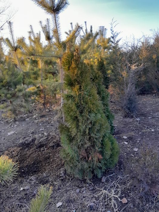 Продам туи перамидки