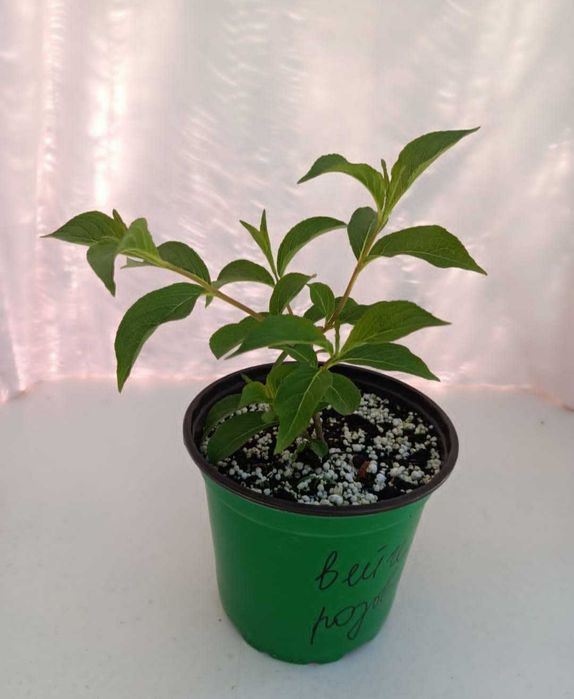 Вейгейла цветушая