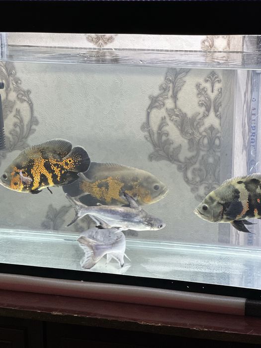 Akula baliq akvariumni sotiladi 25&35 sm astranaus baliq 25&35 sm