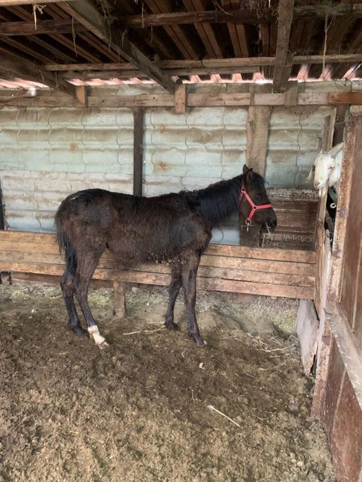 Жеребенок рысачек