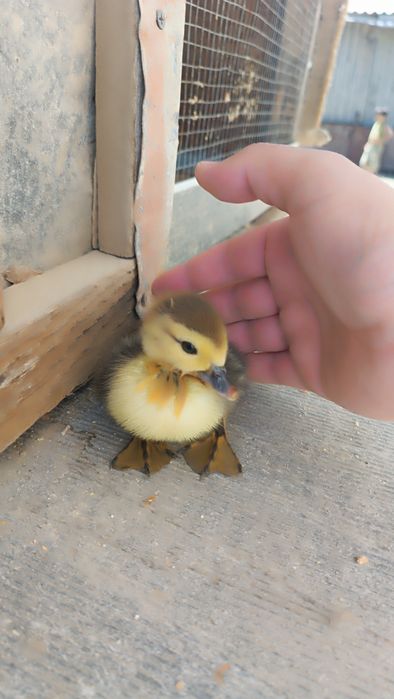 Indautka jöjalrı sotıladı. 3 kunlık. 35 mingdan