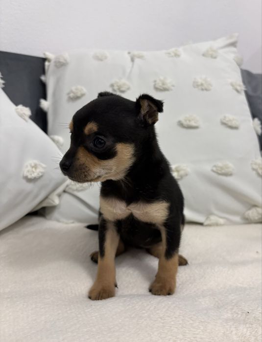 Мини чихо-пинчер