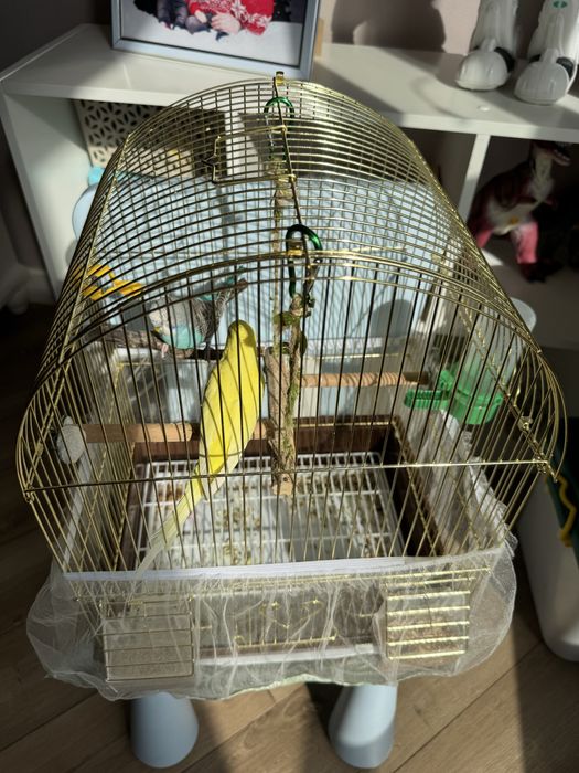 Продам попугай  2 шт с сеткой