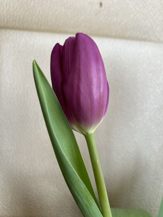 Тюльпаны к восьмому марта оптом