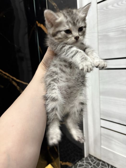 Котенок мальчик.