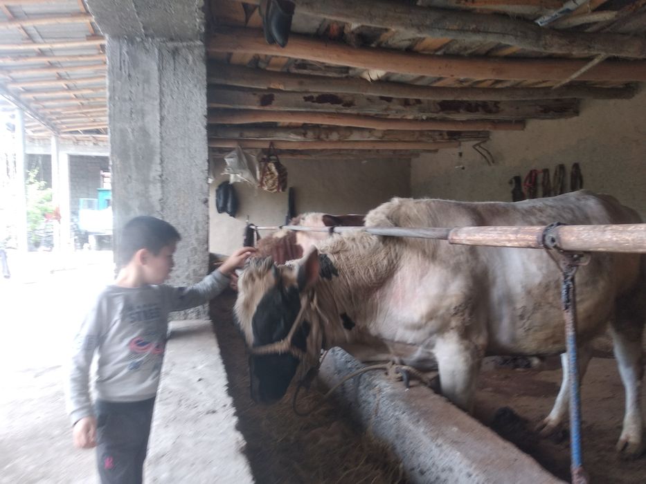 Салом алаекум 2та бука сотилади ёши 3, га бокилган 300кг  веси бор