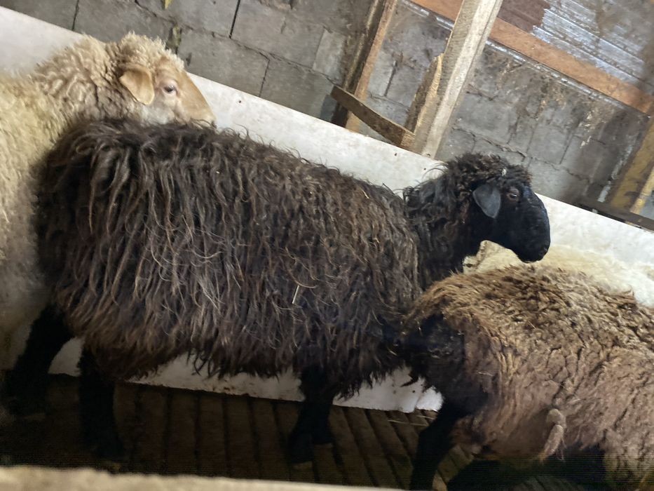 Қойлар сатылады.Продеатся овцы,бараны.