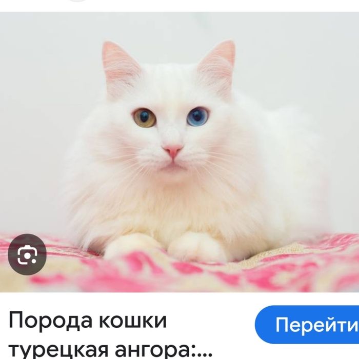 Продам ангорского котенка