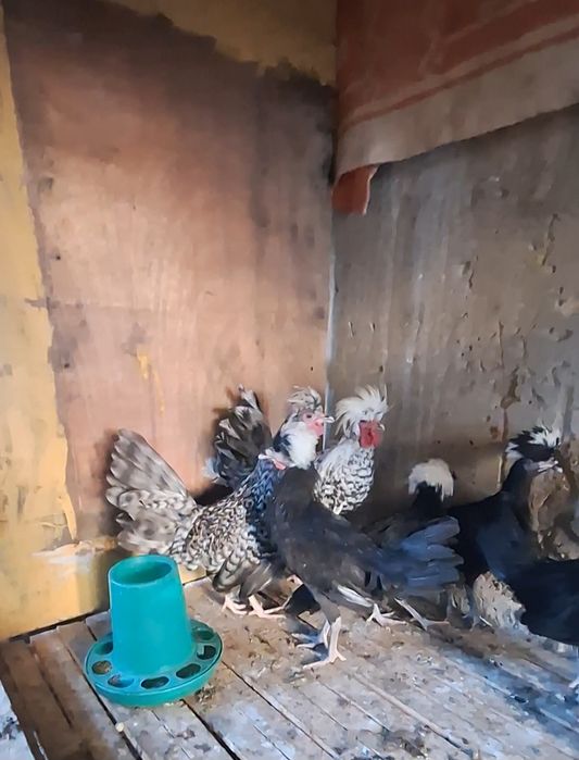 Голандские белохохлые куры