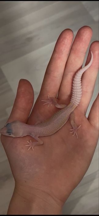 Малашь эублефар, мальчик