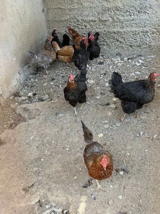 Продается курицы