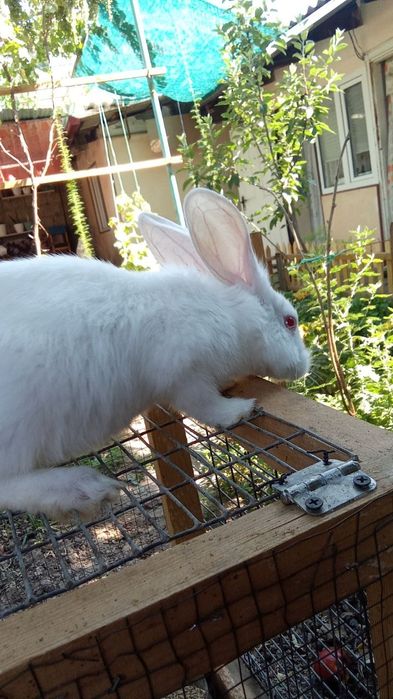Кролики домашние