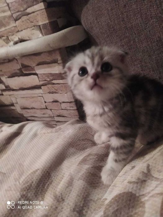 Продам вислоухих Скоттиш-фолдов