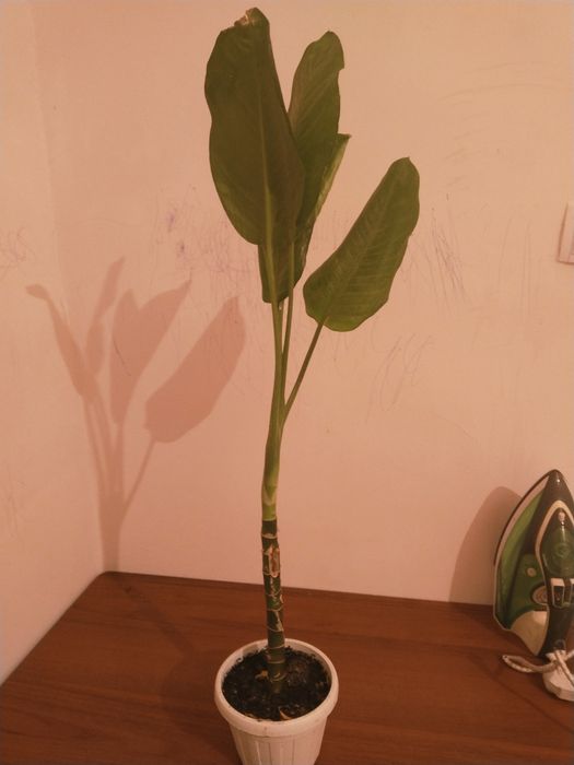 Красывый растения