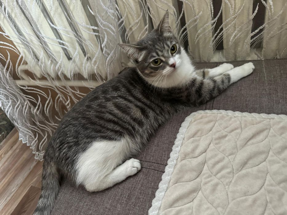 Отдам кошку девочка