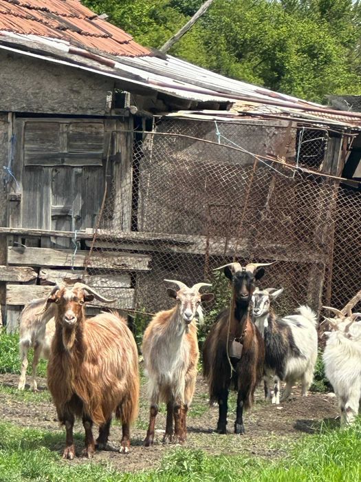 Capre și iezi - de vânzare